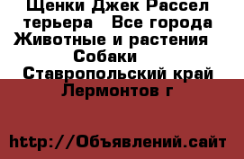 Щенки Джек Рассел терьера - Все города Животные и растения » Собаки   . Ставропольский край,Лермонтов г.